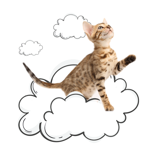 La fe mascotas - gato